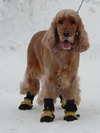 Simon dog boots salt