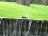 Westmount Park bird bath