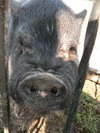 mean black pig