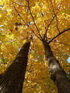 fall autumn in the Terrebonne park