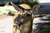 brave deer in Banff