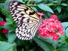 Butterfly exhibition in Montreal Botanical Garden