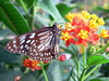 Butterfly exhibition in Montreal Botanical Garden