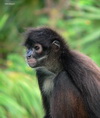 Xcaret monkey