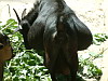 Pregnant donkey in the Budapest Zoo