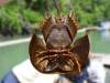 Langkawi Horseshoe crab