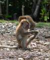 Langkawi monkeys