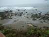 Pacific Coast Highway Elephant-seals