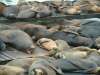 San Francisco Sea lions at the Pier 39