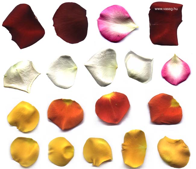 rose pedal textures
